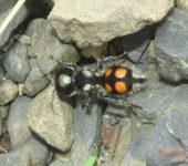 Hormigas terciopelo - familia Mutillidae - Bioexploradores
