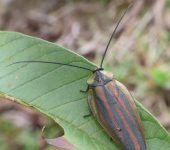 Nyctiboridae Rochaina phalerata - Nyctiboridae - Blattodea - Foto Sebastián Berrío