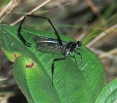 Avispas negras de cola larga - familia Pelecinidae - Bioexploradores