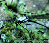 Megapodagrionidae - Teinopodagrion sp. - Foto Sebastián Berrío