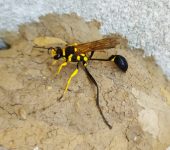 Avispas cintura de hilo - familia Sphecidae - Bioexploradores