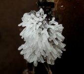 Ceratiomyxomycetes Ceratiomyxomycetes - Bioexploradores