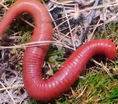 Clitellata Clase Clitellata