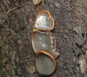Dothideomycetes Catinella olivacea (Clase Dothideomycetes)