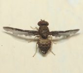 Pterocalla sp. (Diptera, Ulidiidae) - Moscas de alas pintadas