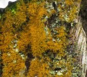 Trentepohlia sp. (Trentepohliaceae)