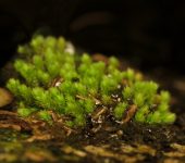 Pohlia sp. (Bryales, Mniaceae)