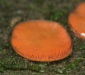 Pezizomycetes Scutellinia sp. (Clase Pezizomycetes)