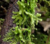 Jungermanniopsida Leiomitra sp. (Clase Jungermanniopsida)