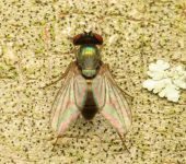Medetera sp. (Diptera, Dolichopodidae)