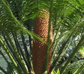Cycadopsida Cycas sp. (Clase Cycadopsida)