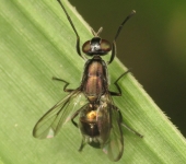 Plagiostenopterina sp. (Diptera, Platystomatidae)