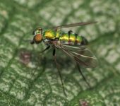 Condylostylus sp. (Diptera, Dolichopodidae)