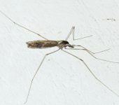Tipula obliquefasciata (Diptera, Tipulidae)