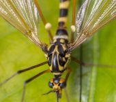 Nephrotoma sp. (Diptera, Tipulidae) - Zancudo gigante