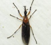 Dilophus sp. 1 (Bibionidae, Moscas de marzo)