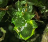 Bryopsida Rhodobryum sp. (Clase Bryopsida)