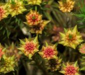 Polytrichopsida Polytrichum sp. (Clase Polytrichopsida)