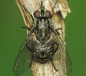 Stomoxys calcitrans (Diptera, Muscidae) Mosca del establo