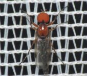Dilophus sp. 2 (Moscas de marzo, Bibionidae)
