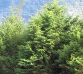 Pinopsida Cupressus sp. (Clase Pinopsida)