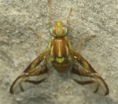 Anastrepha sp. (Diptera, Tephritidae) - Moscas de alas pintadas