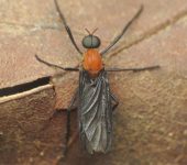 Plecia sp. (Bibionidae, Moscas de marzo)