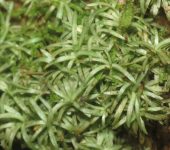 Octoblepharum sp. (Bryopsida, Dicranales)