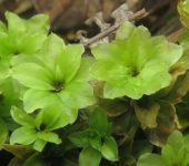 Rhodobryum sp. (Bryopsida, Bryales)