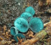 Leotiomycetes Chlorociboria aeruginascens (Clase Leotiomycetes)