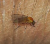 Simulium sp. (Diptera, Simuliidae) Jejenes