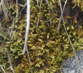 Rhacocarpus sp. (Bryopsida, Hedwigiales)