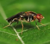 Chyliza sp. Chyliza sp. (Diptera, Psilidae) Moscas del óxido