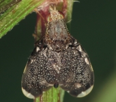 Eutreta sp. (Diptera, Tephritidae) Moscas de alas pintadas