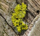Lichinomycetes Lichinomycetes (Ascomycota, Pezizomycotina)