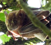 Artibeus lituratus (Murciélago frugívoro gigante) / Chiroptera, Phyllostomidae - Bioexploradores