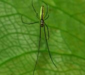 Araña de quelíceros alargados / Tetragnatha sp. (Araneae, Tetragnathidae)