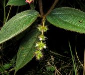 Miconia dependens (Nigüito de inflorescencias colgantes) - Melastomataceae