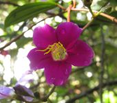 Andesanthus lepidotus (Sietecueros) - familia Melastomataceae