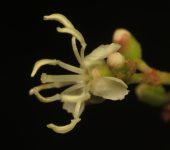 Miconia minutiflora (Nigüito) - Melastomataceae