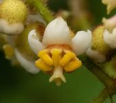 Miconia goniostigma (Myrtales, Melastomataceae)