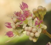 Miconia caudata (Mortiño, Puntalanza), Myrtales, Melastomataceae
