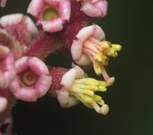 Miconia asperrima (Mortiño, Nigüito), Myrtales, Melastomataceae