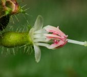 Miconia domociliata (Myrtales, Melastomataceae)