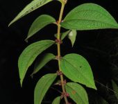Nigüito rojo (Miconia rubra) - Melastomataceae