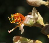 Miconia dodecandra (Myrtales, Melastomataceae)