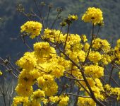 Handroanthus chrysanthus (Lamiales, Bignoniaceae)