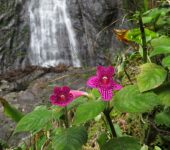 Kohleria sp. 2 Kohleria sp. 2 (Lamiales, Gesneriaceae)