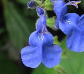 Salvia scutellarioides - Salvia (Lamiales, Lamiaceae)