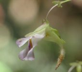 Utricularia jamesoniana (Lamiales, Lentibulariaceae)